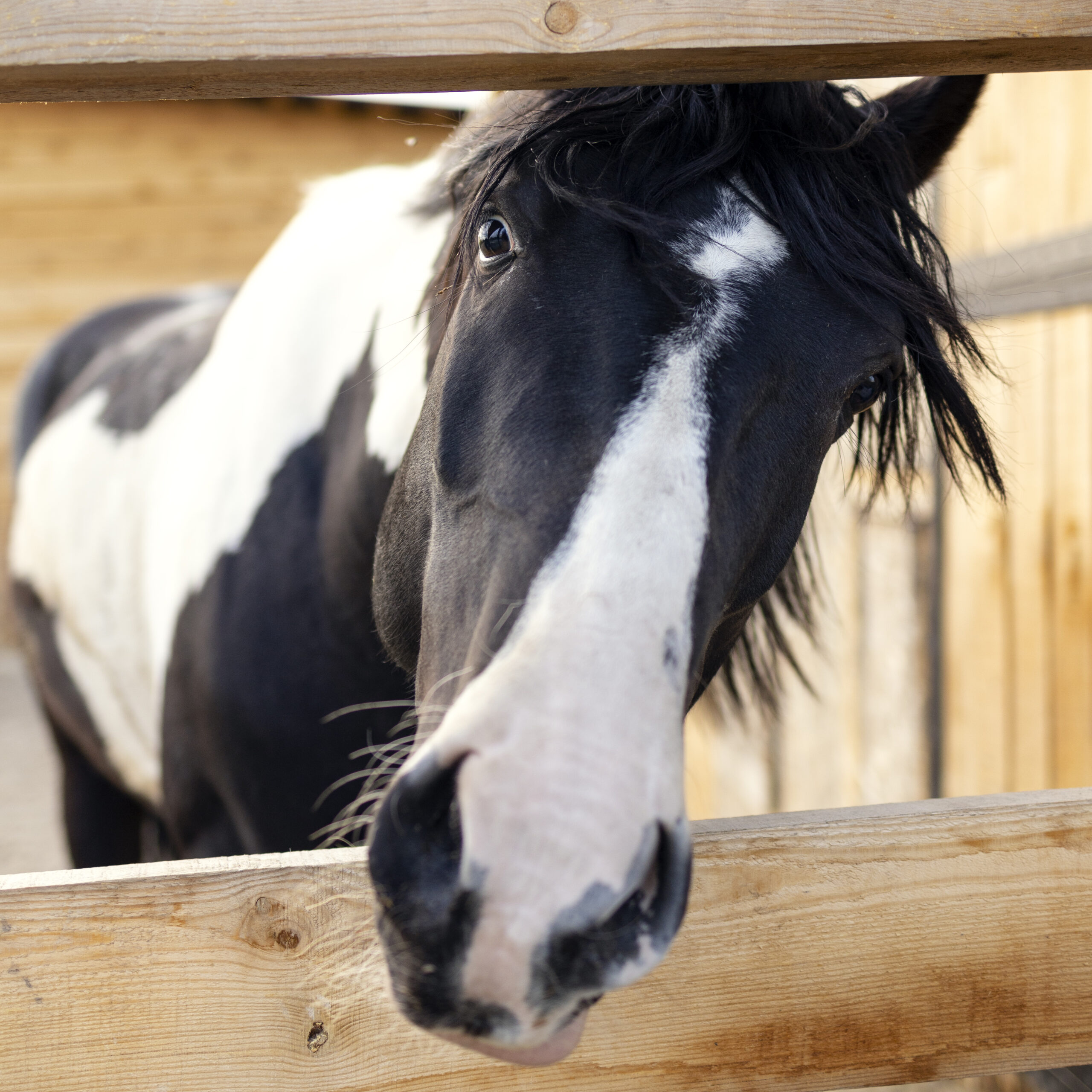 Pferd in der Box Pferd in der Box
