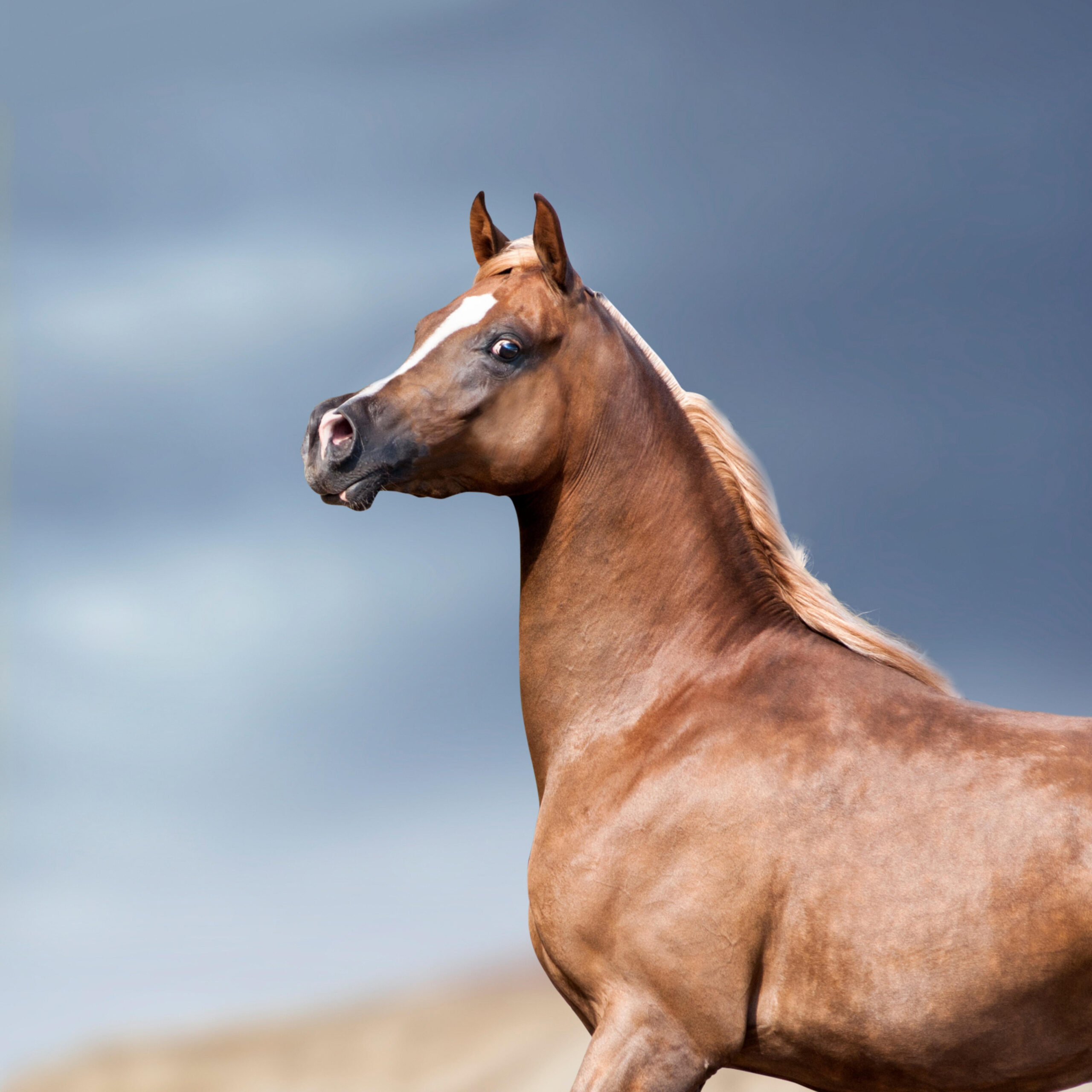 Araber-Hengst Araber-Hengst