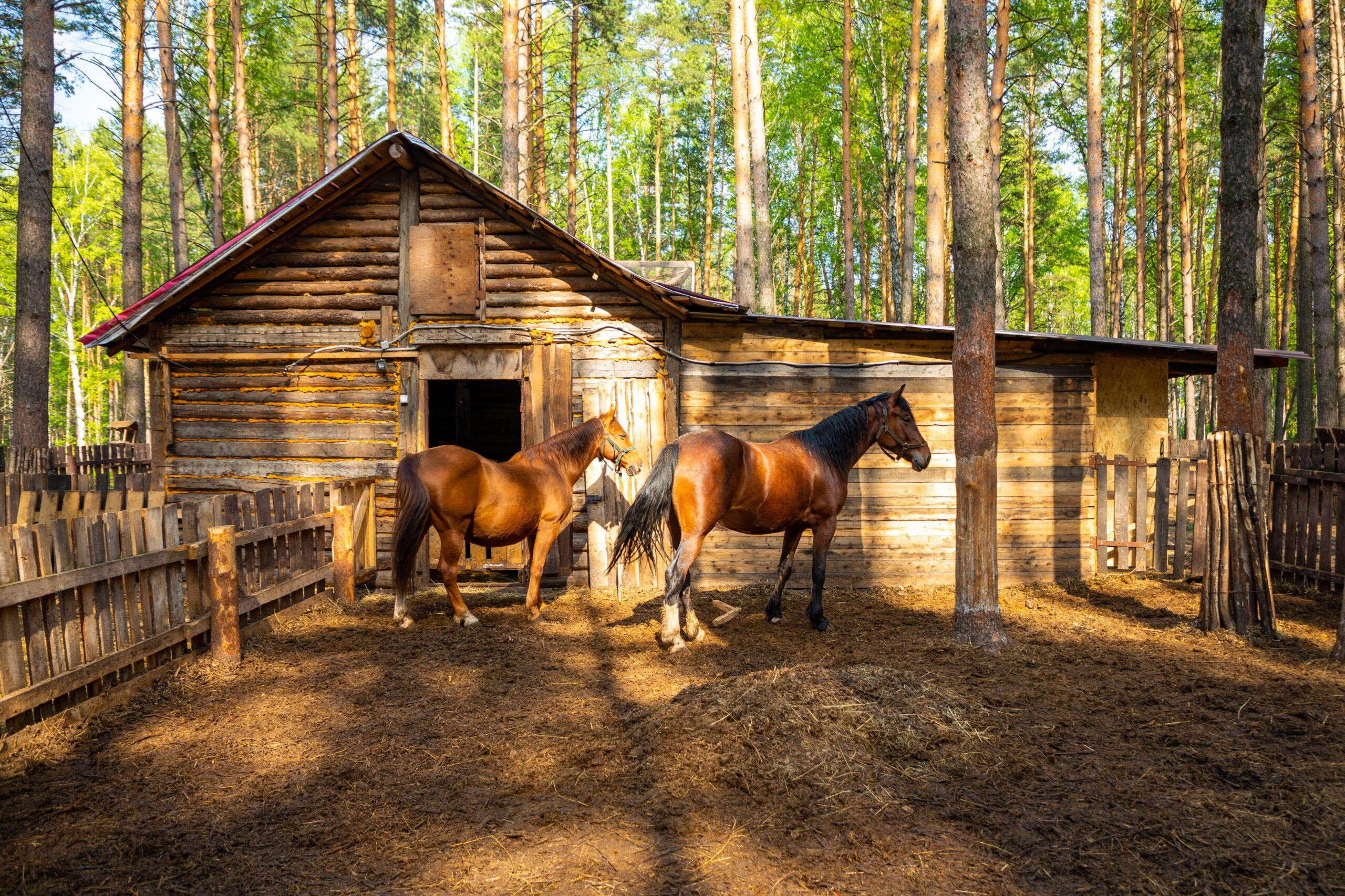 Farm animals in a private contact zoo Husky land in Kemerovo, Russia Pferdestall mit Paddock